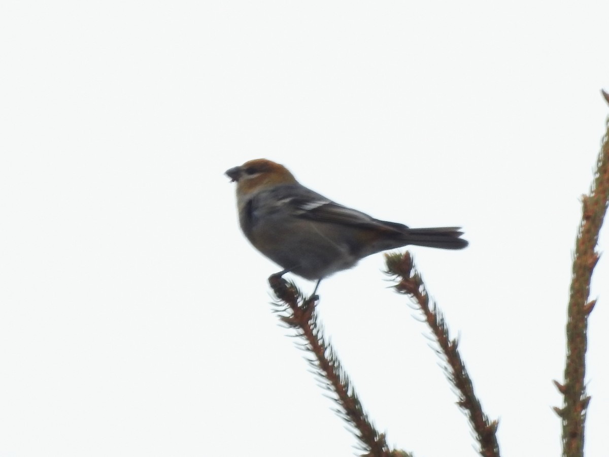 Pine Grosbeak - ML646983800