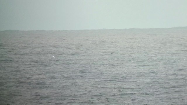 Piquero Patirrojo - ML646983802