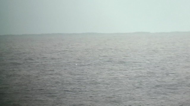 Piquero Patirrojo - ML646983803