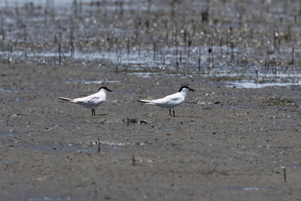 Australian Tern - ML646983808