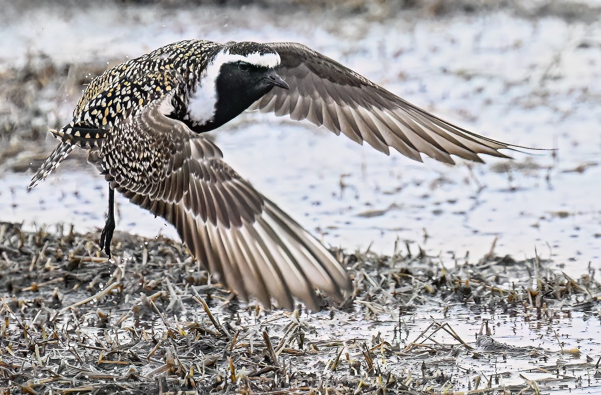 American Golden-Plover - ML646983809