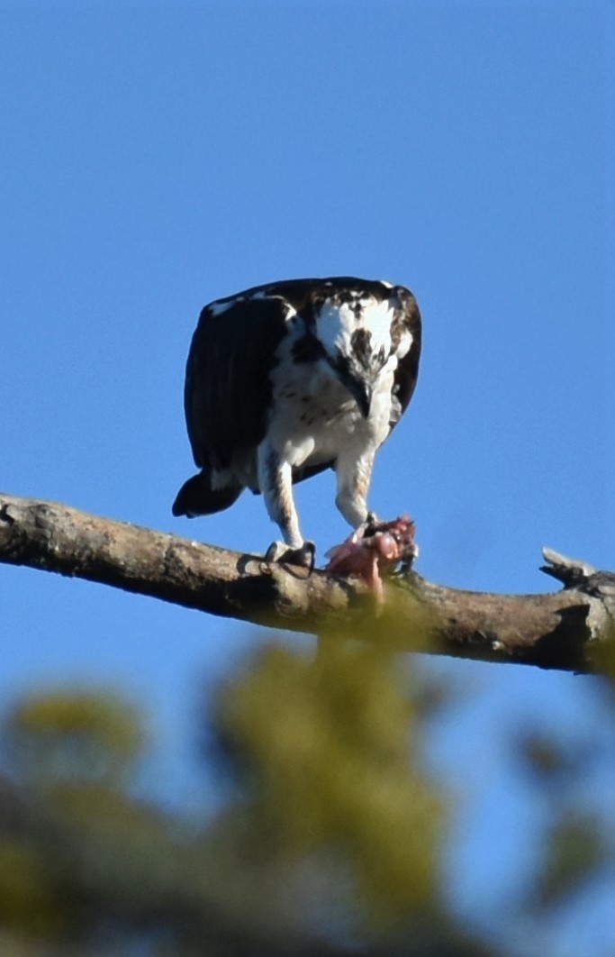 orlovec říční - ML646983813