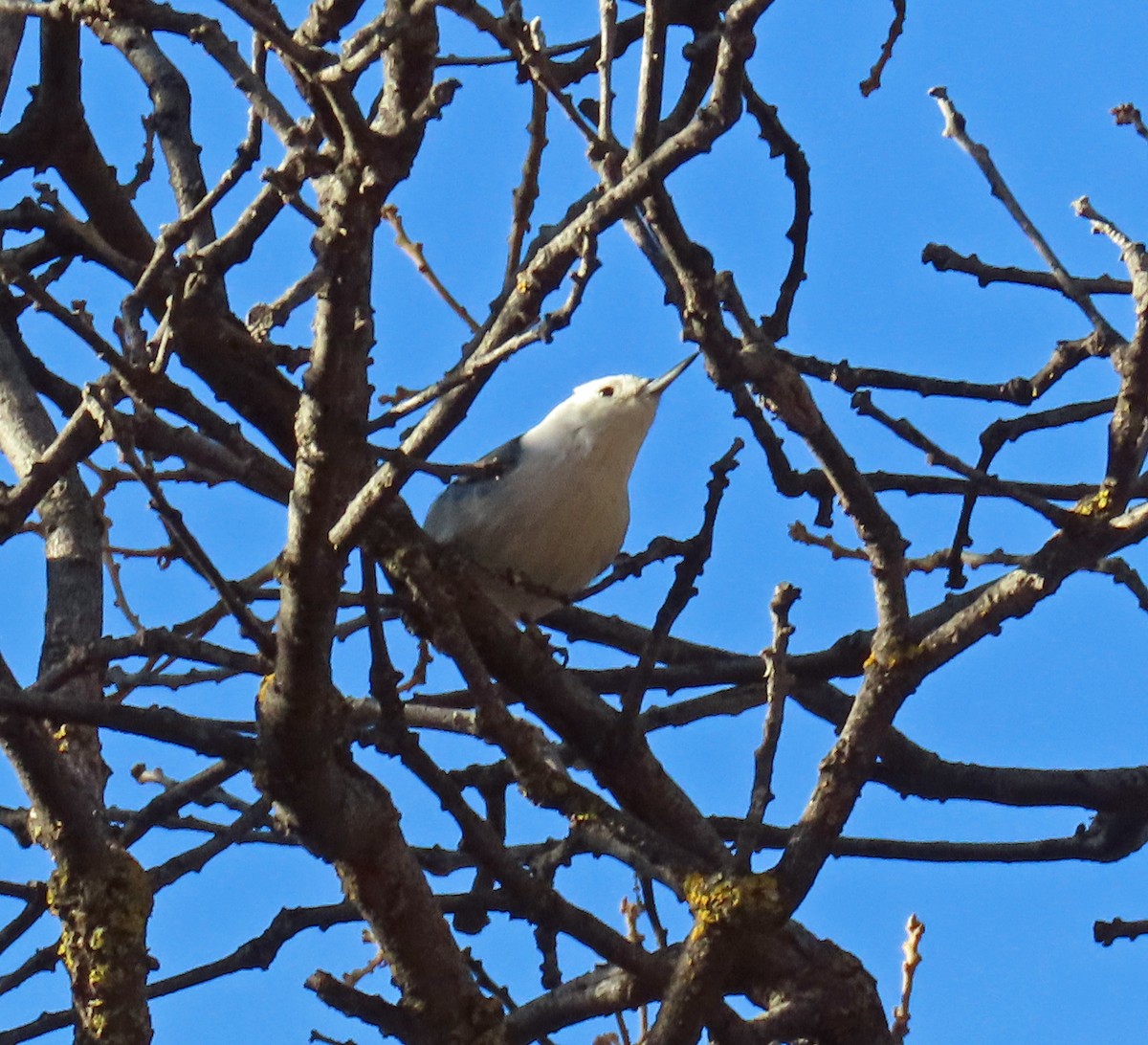 Sittelle à poitrine blanche - ML646983814