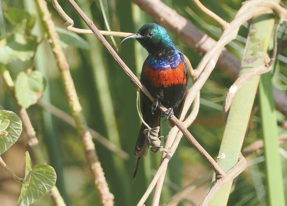 Suimanga Pechirrojo - ML646983815