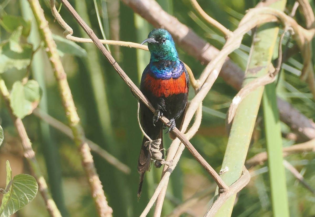 Suimanga Pechirrojo - ML646983816