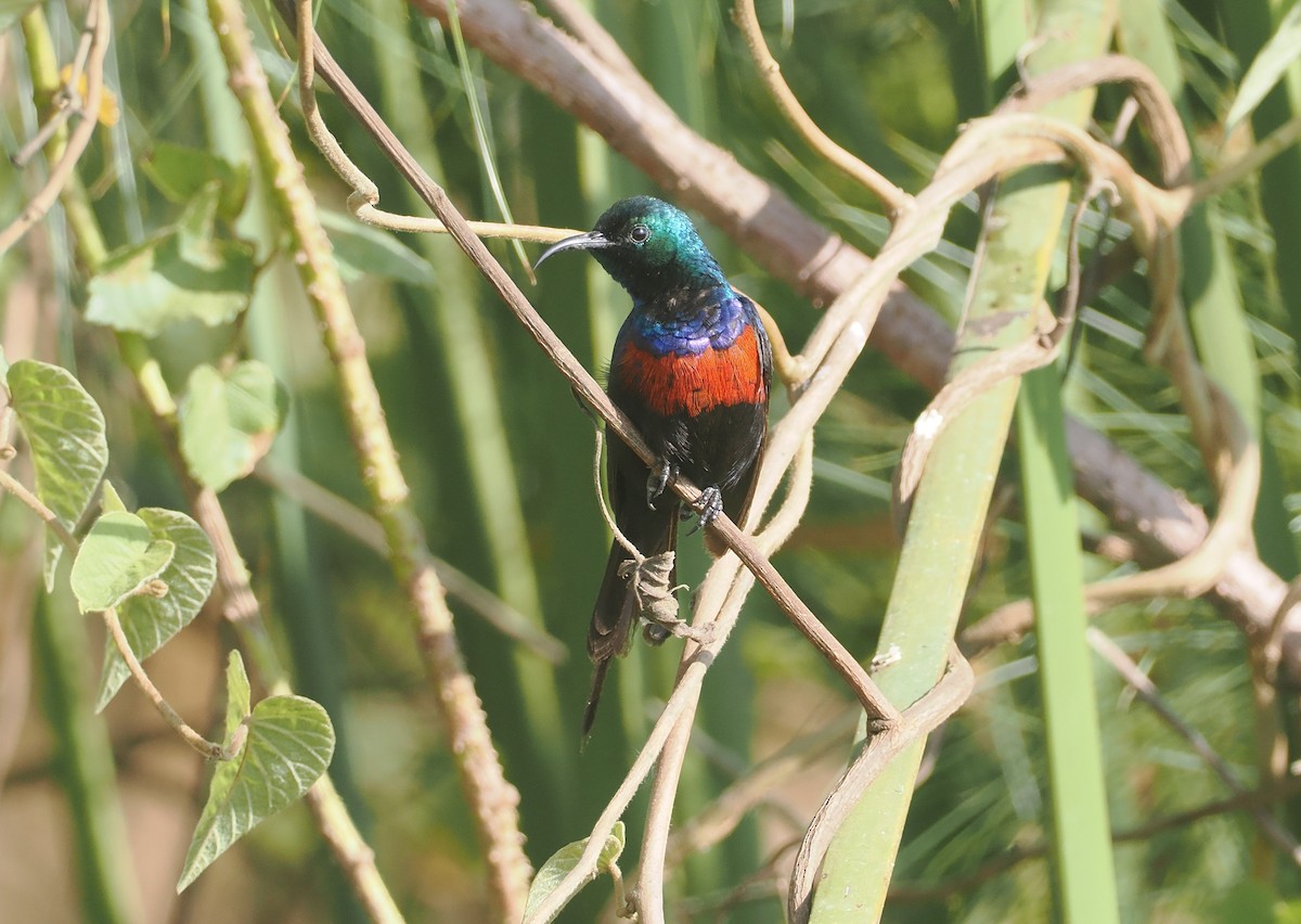 Suimanga Pechirrojo - ML646983817
