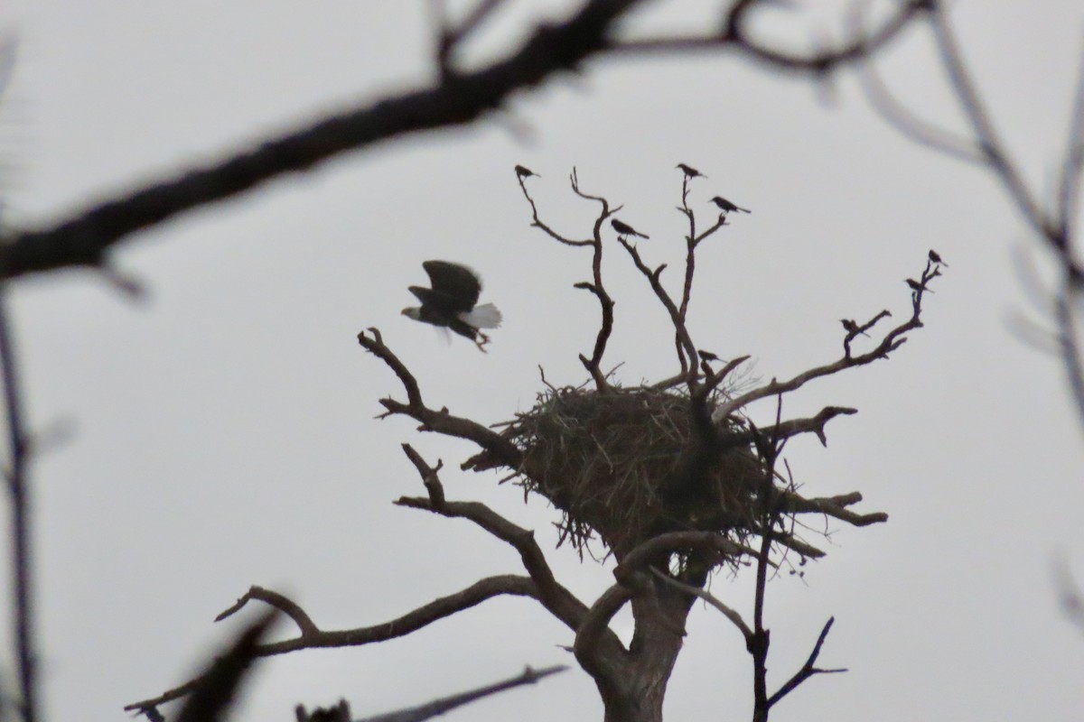 Bald Eagle - ML646983820