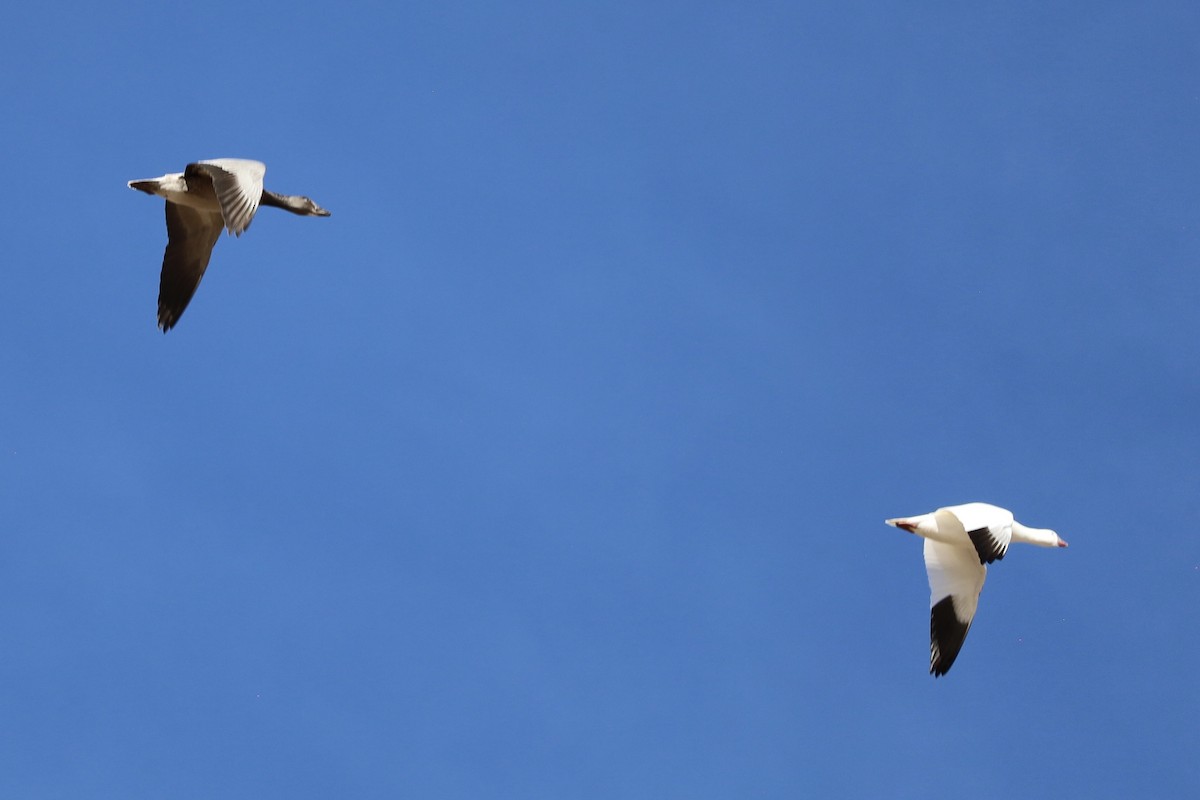 Ánsar Nival - ML646983821