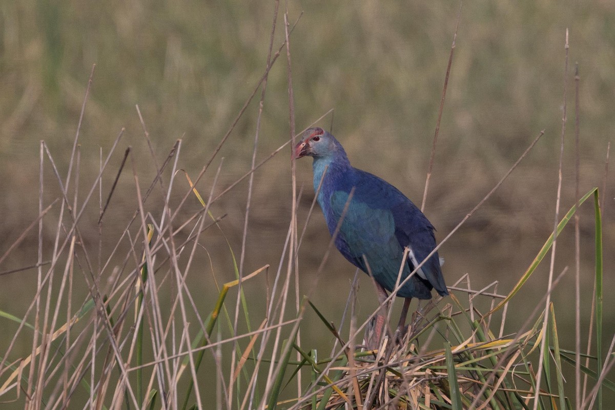 Talève à tête grise - ML646983822