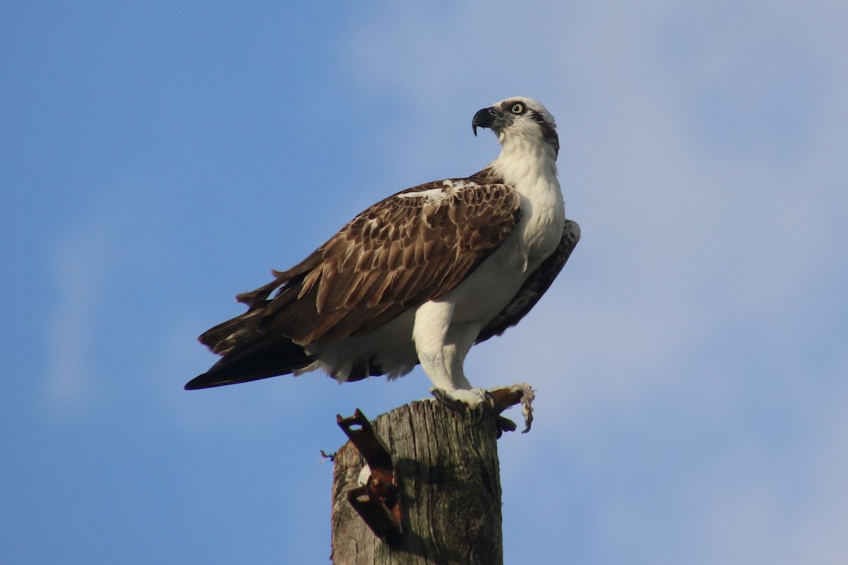 Águila Pescadora - ML646983823