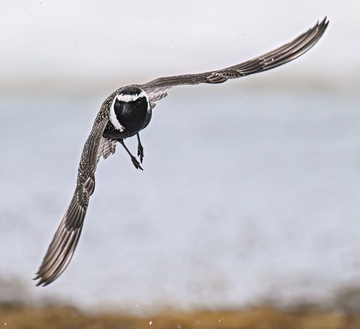 Chorlito Dorado Americano - ML646983824