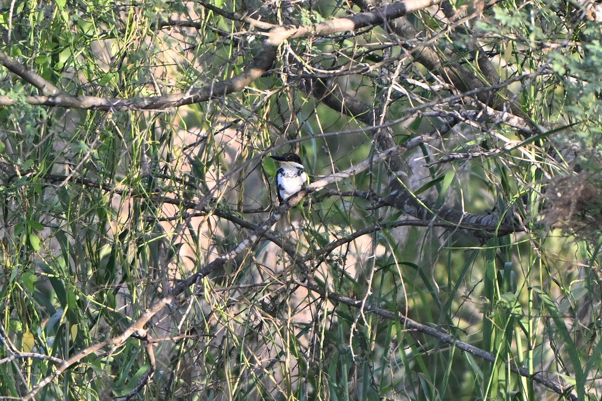 Martín Pescador Verde - ML646983825