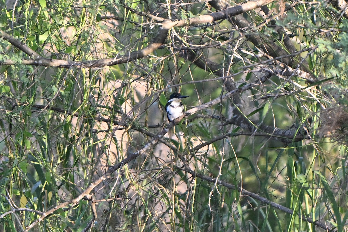 Martín Pescador Verde - ML646983826