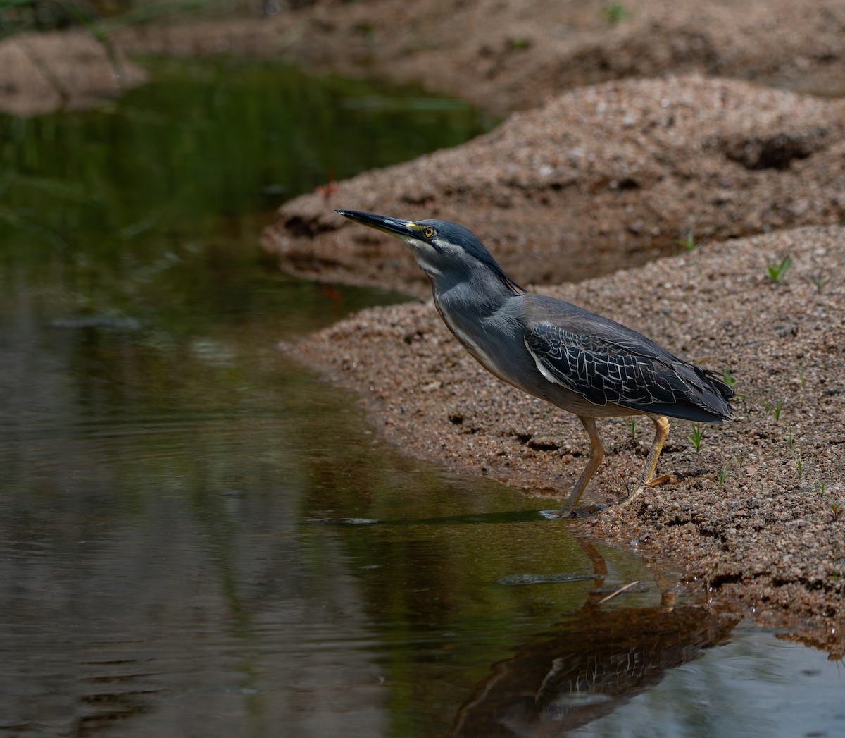Garcilla Menor - ML646983827
