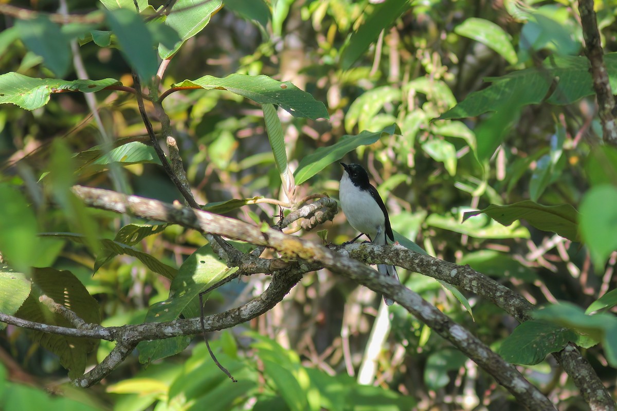 Sibia Dorsinegra - ML646983828