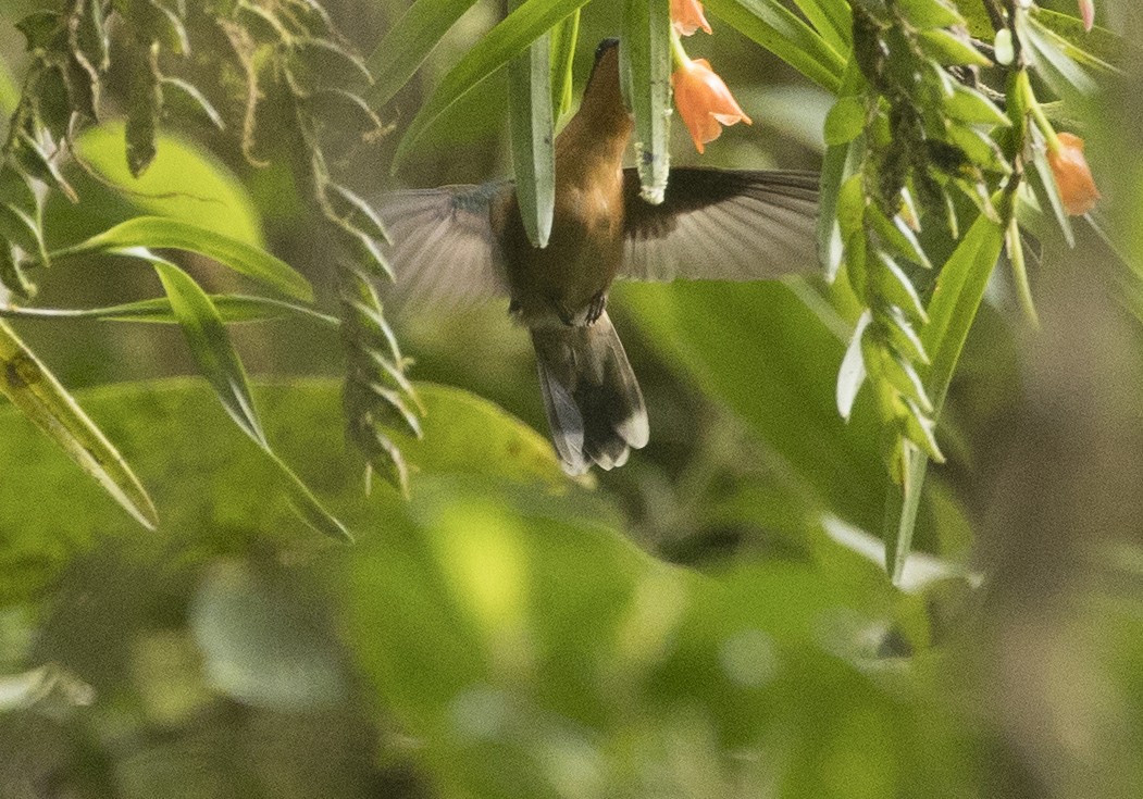 Colibrí Gorjipúrpura - ML646983829