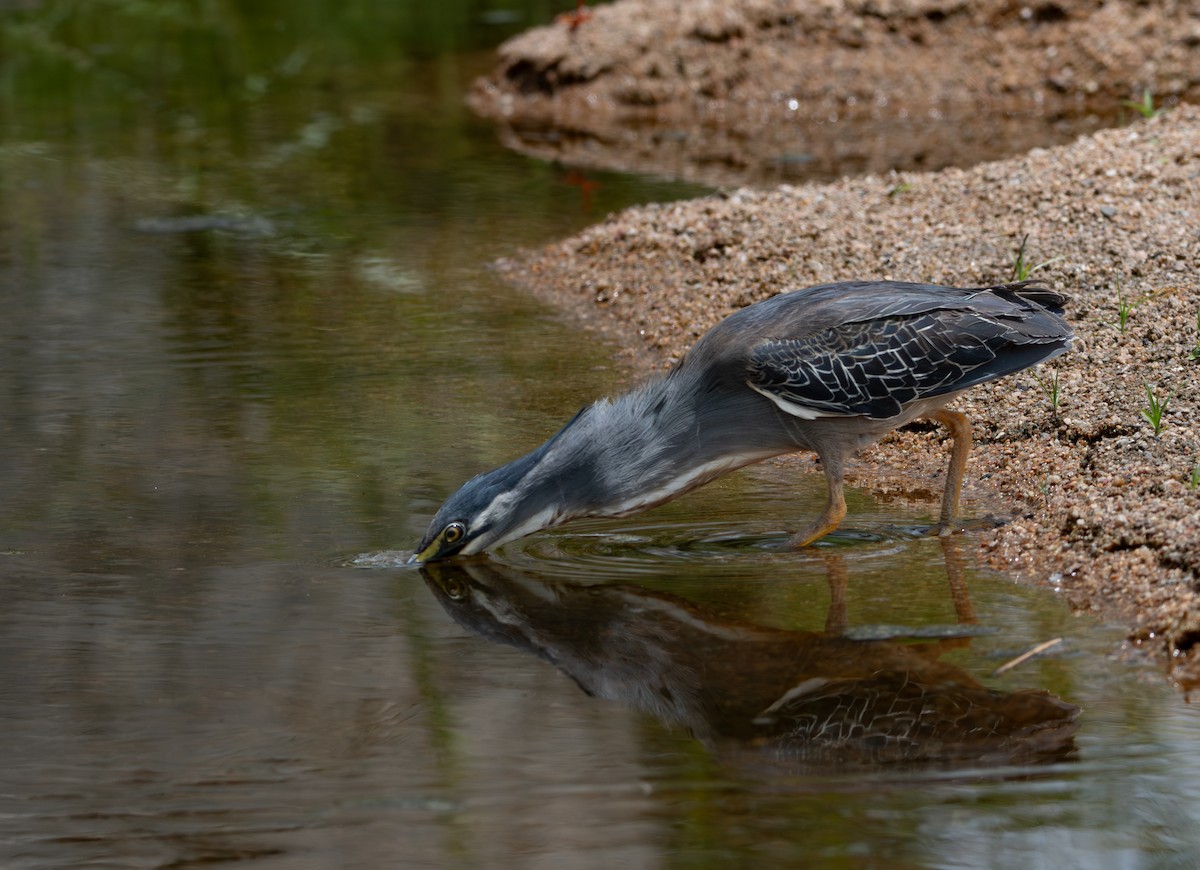 ササゴイ - ML646983831