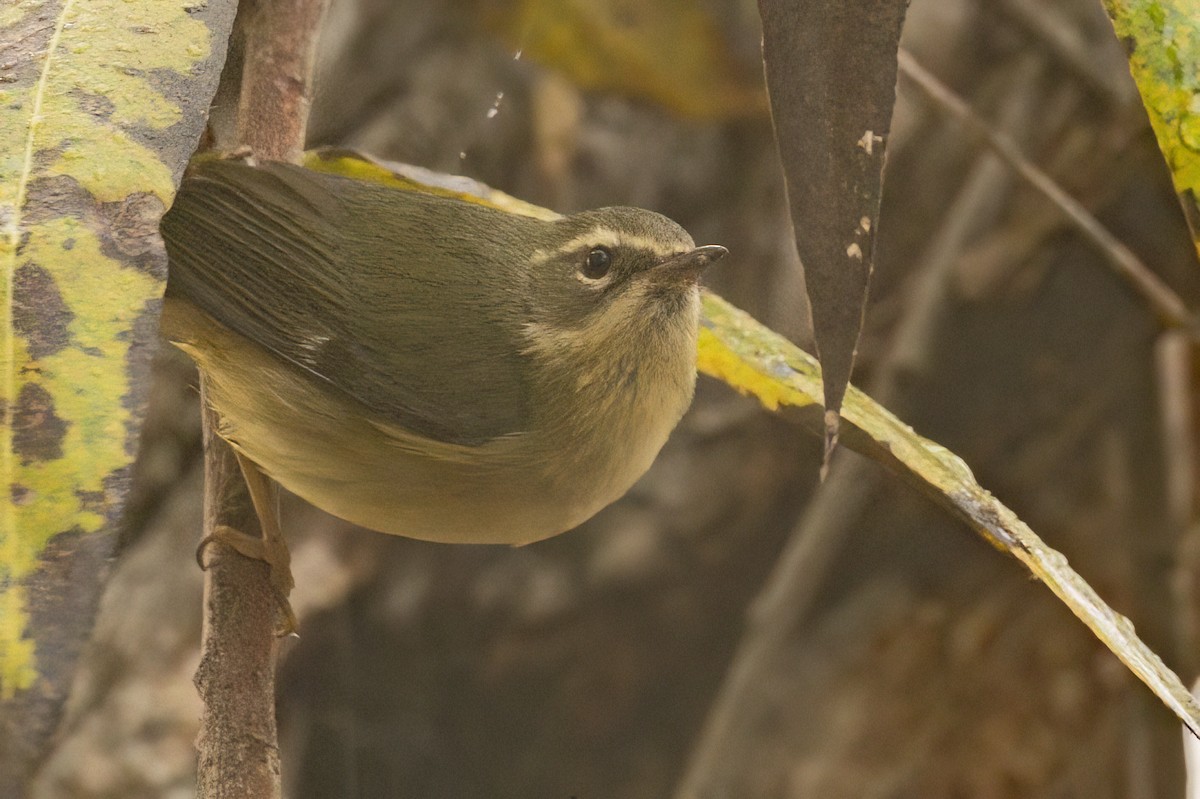 lesňáček modrohřbetý - ML646983832