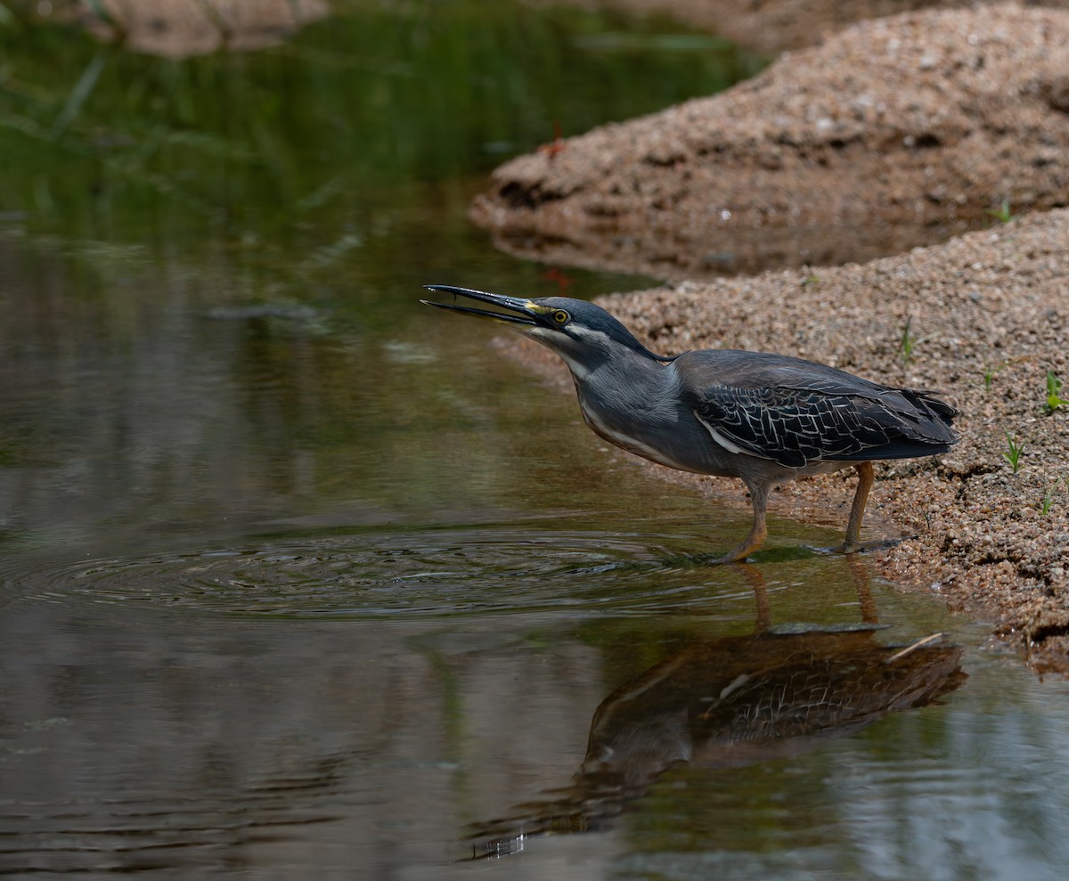 ササゴイ - ML646983833