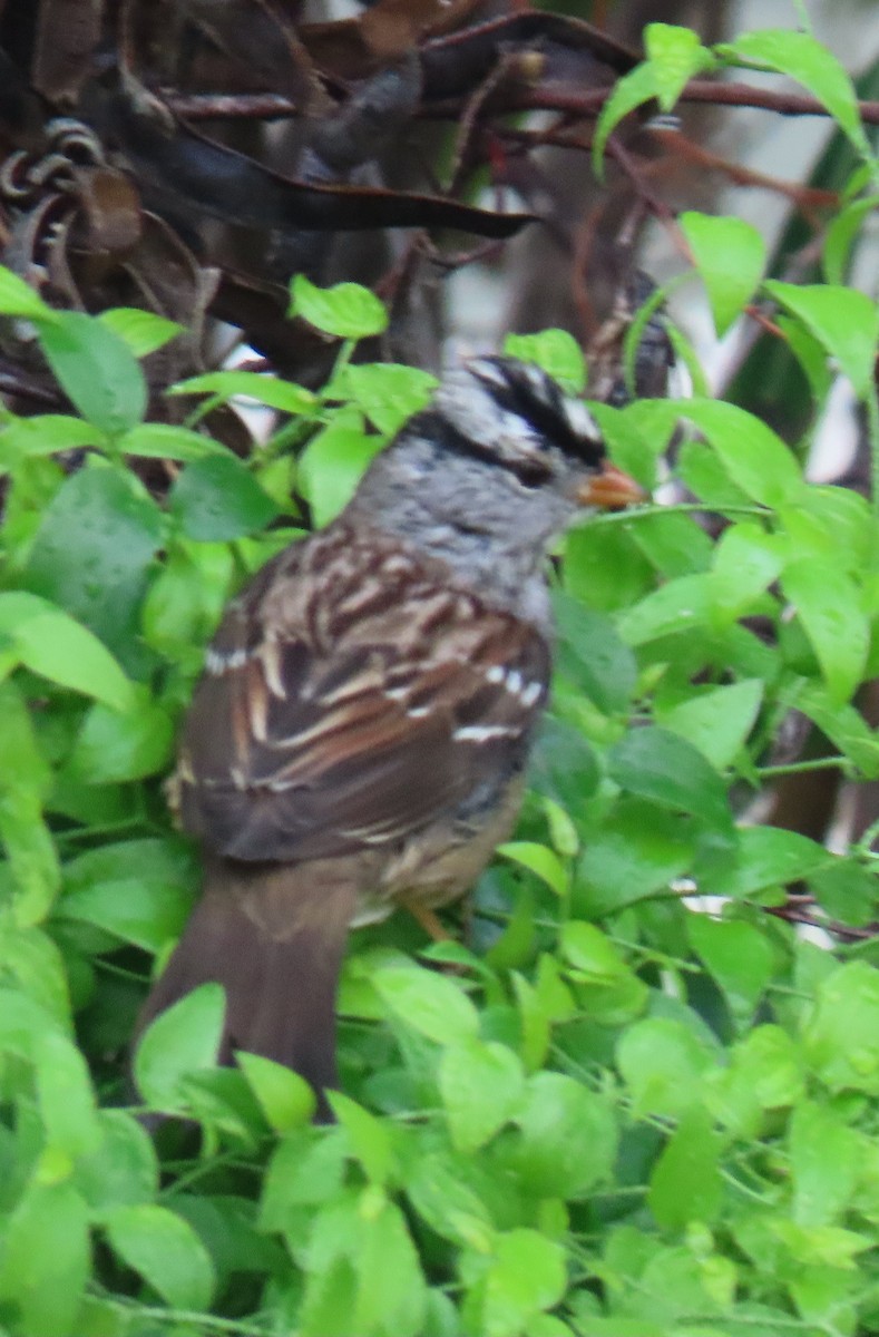 Chingolo Coroniblanco - ML646983834