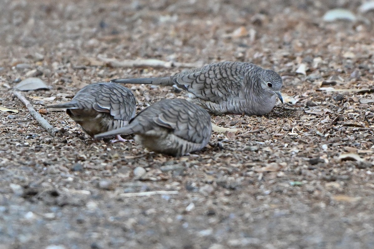 Tortolita Mexicana - ML646983835