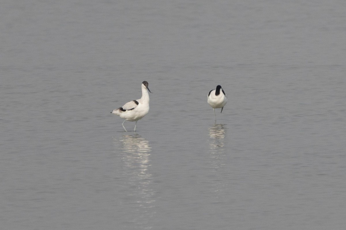 Avoceta Común - ML646983836