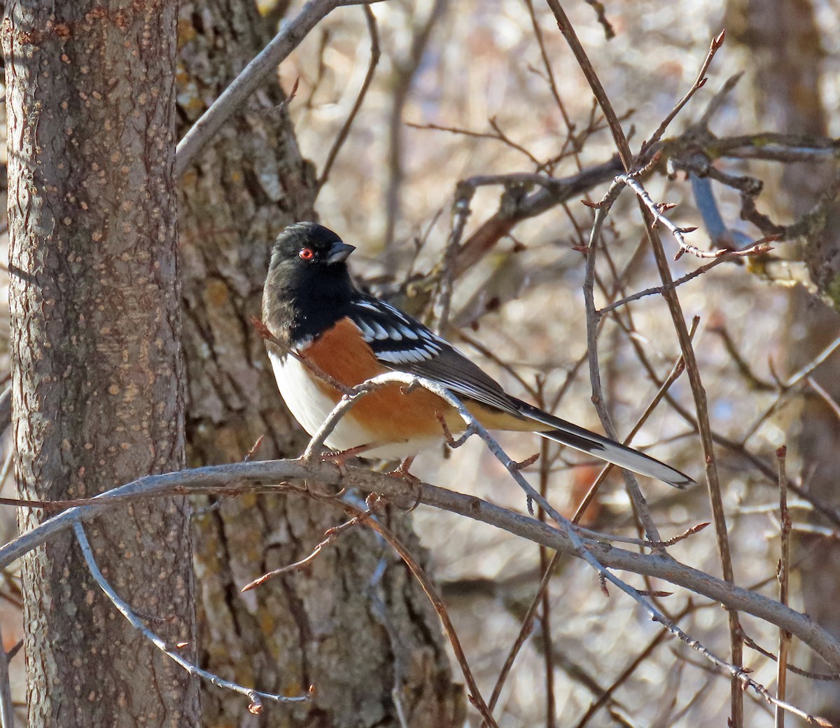 Spotted Towhee - ML646983837