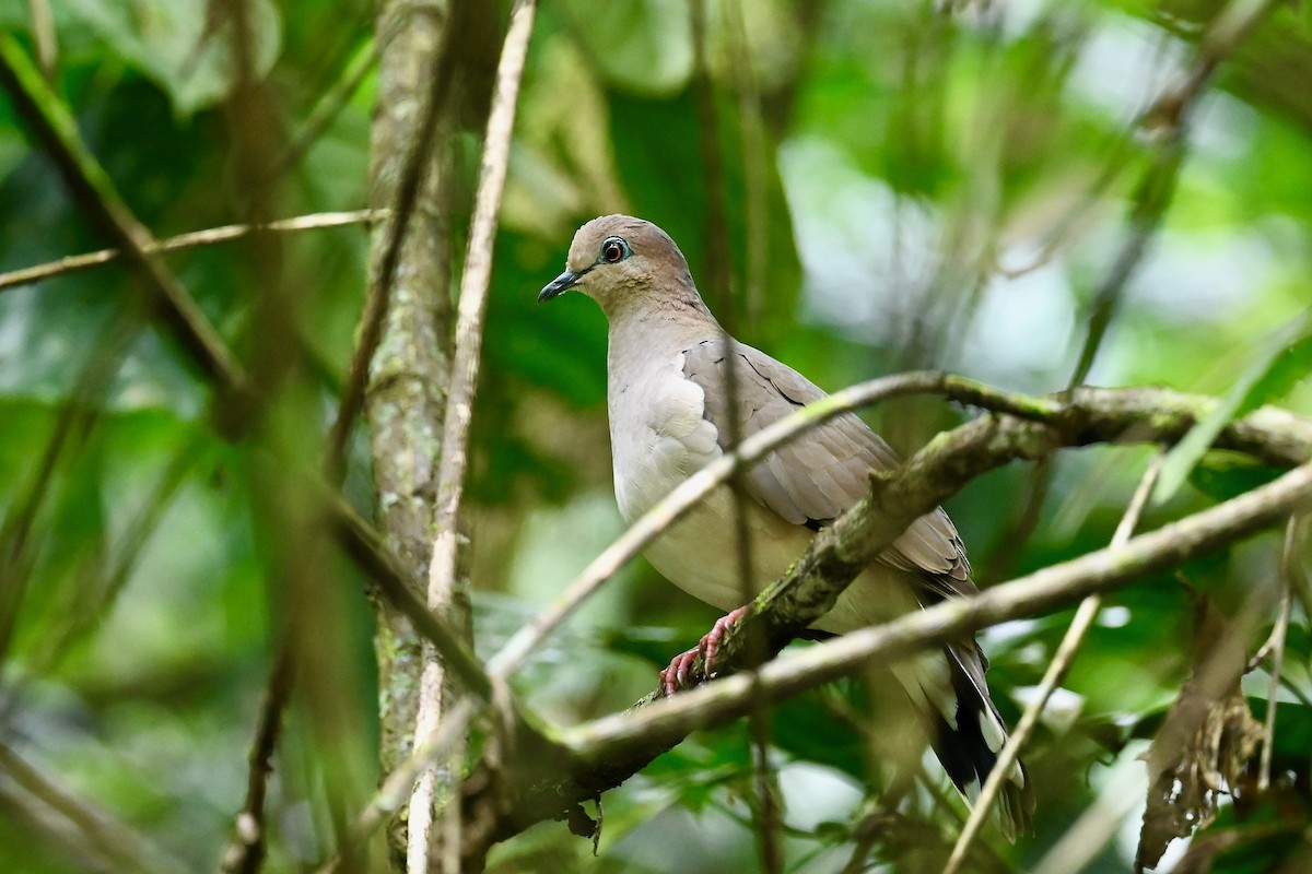 Paloma Montaraz Común - ML646983838