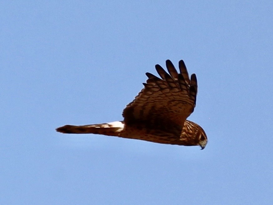 Aguilucho de Hudson - ML646983840