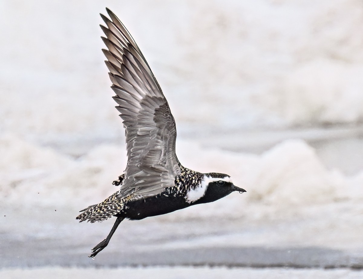 Chorlito Dorado Americano - ML646983841