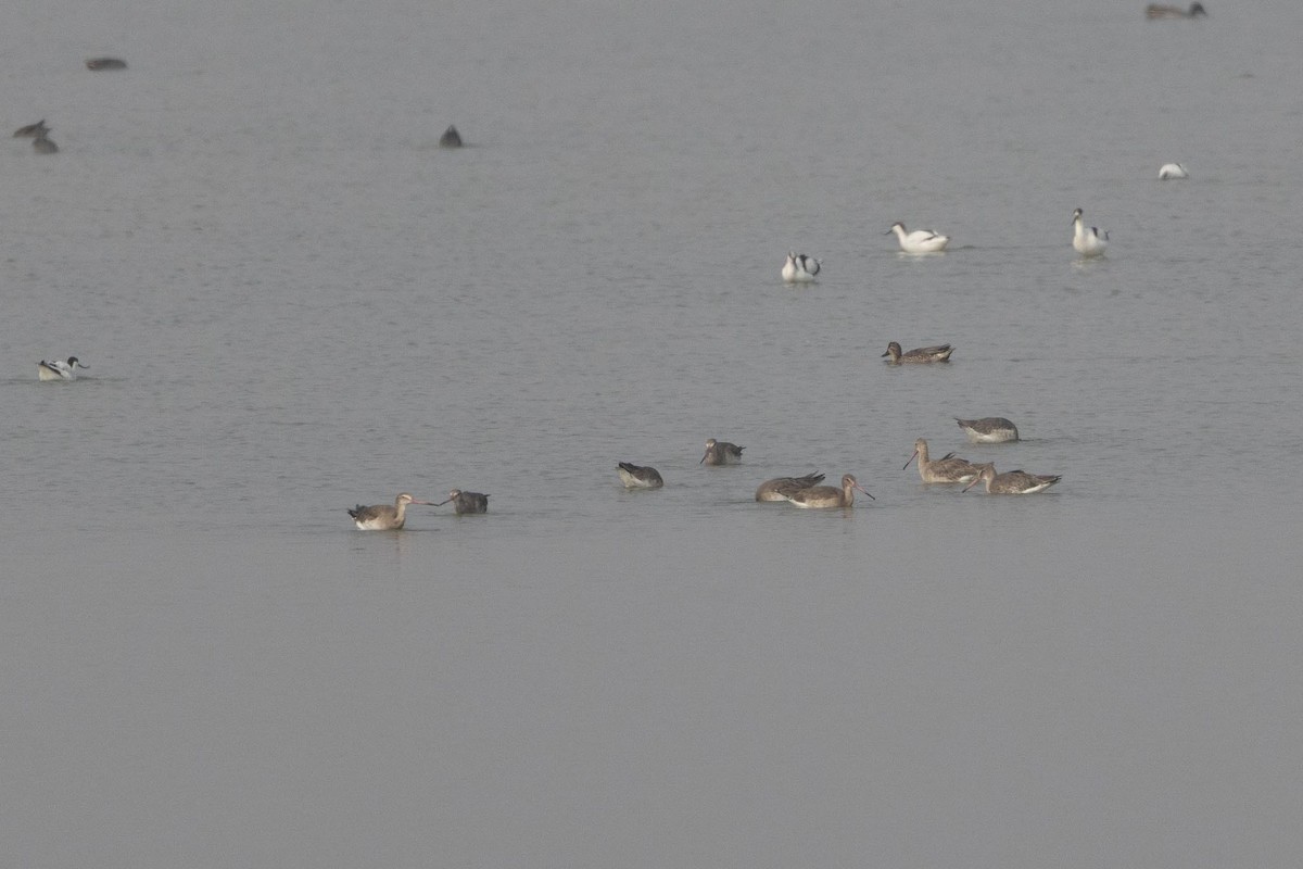 Aguja Colinegra - ML646983842