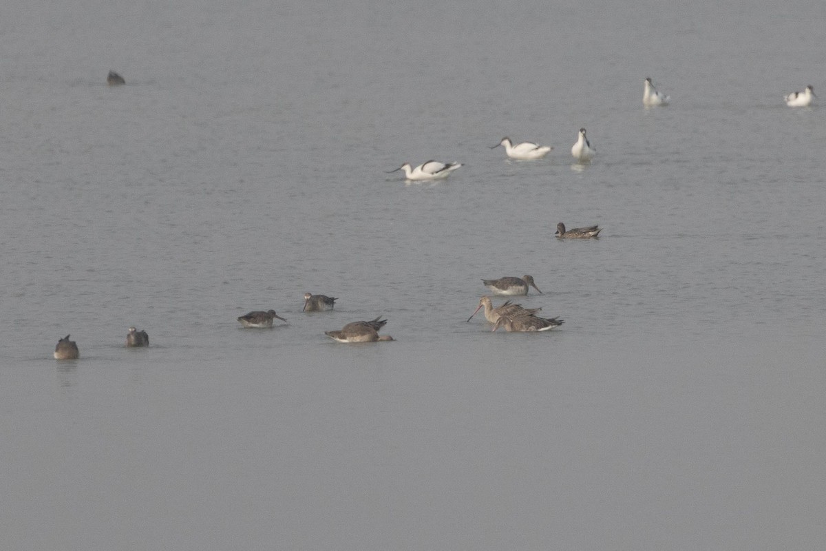 Aguja Colinegra - ML646983843