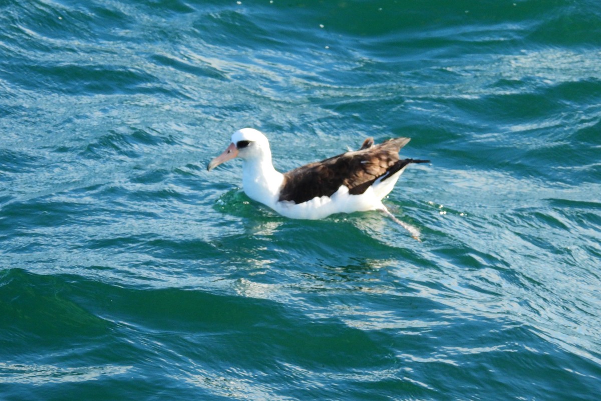 Albatros de Isla Laysan - ML646983844
