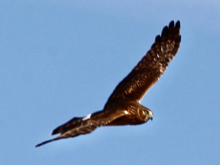 Aguilucho de Hudson - ML646983845