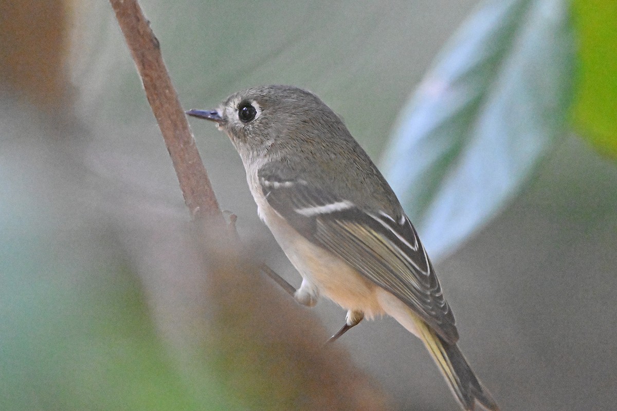 Reyezuelo Rubí - ML646983846