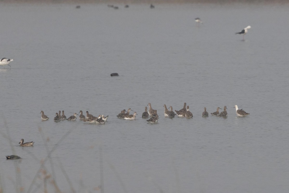 Combatiente - ML646983847