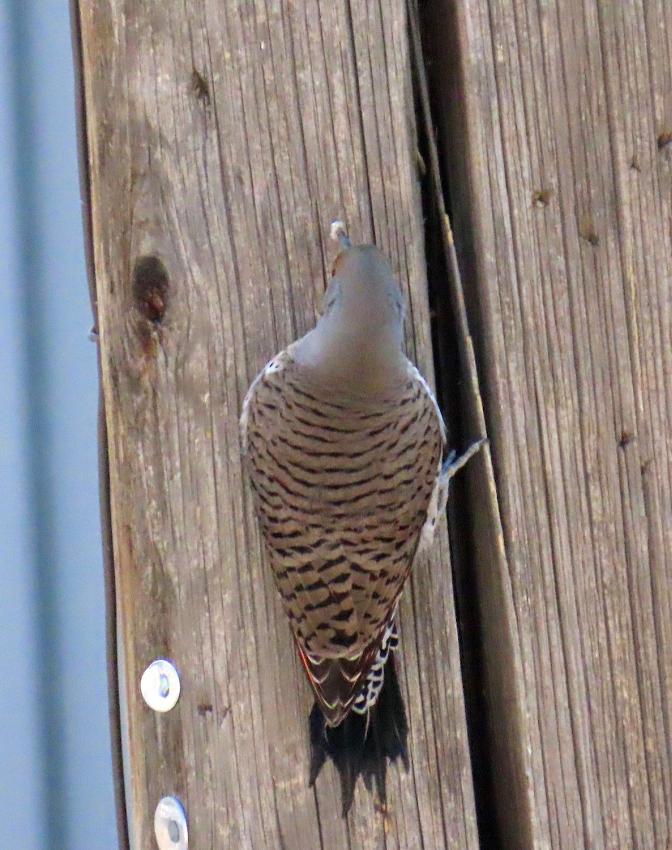 Northern Flicker - ML646983848