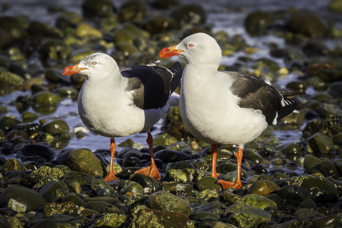 Izurde-antxeta - ML646983852