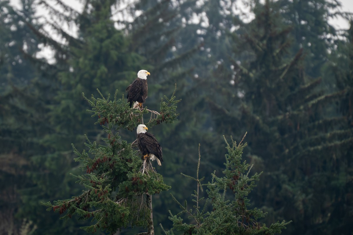 Bald Eagle - ML646983862