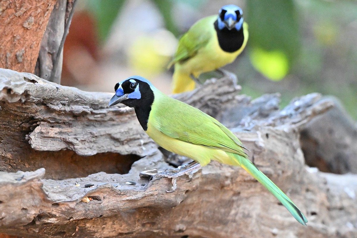 インカサンジャク - ML646983863