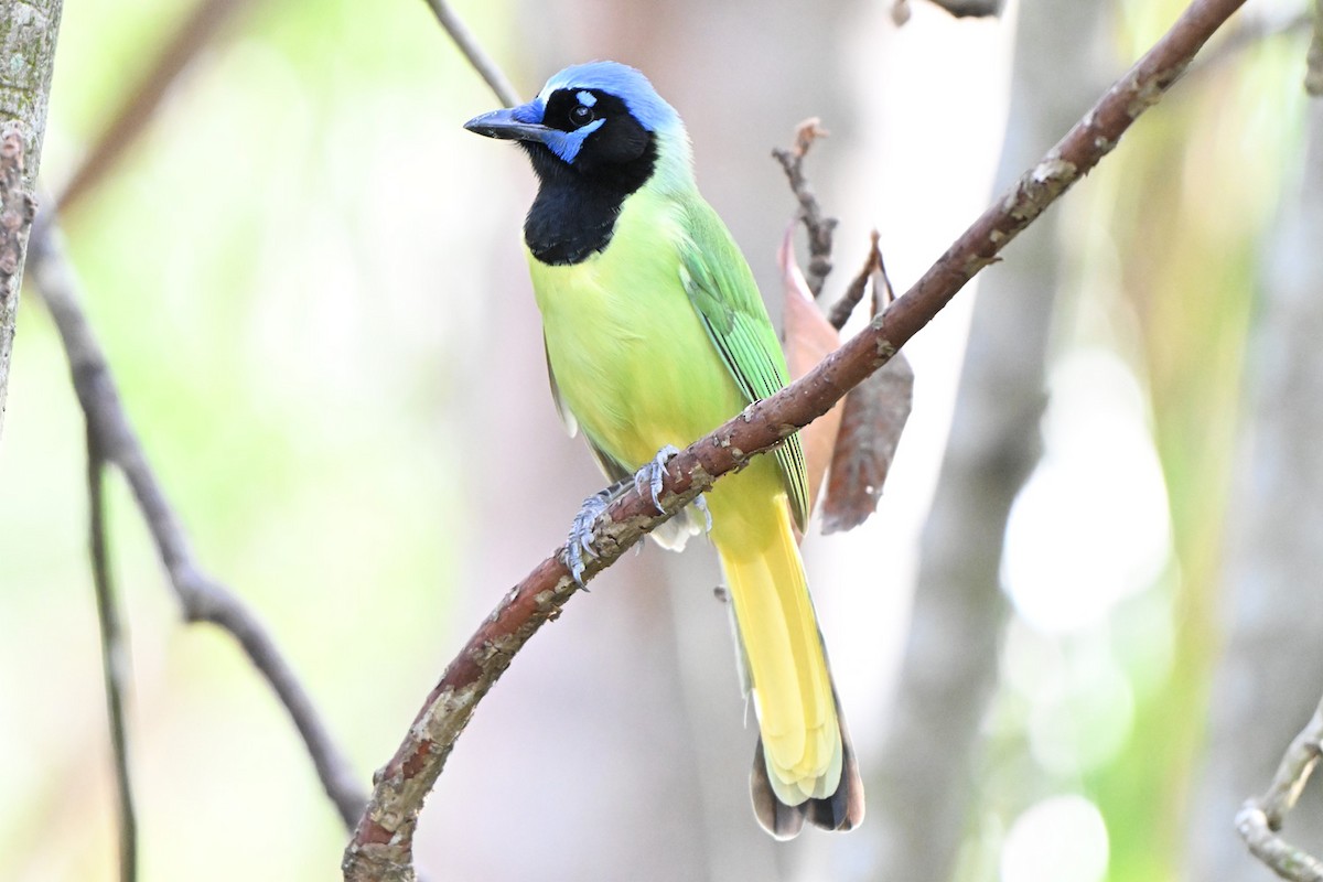 インカサンジャク - ML646983864