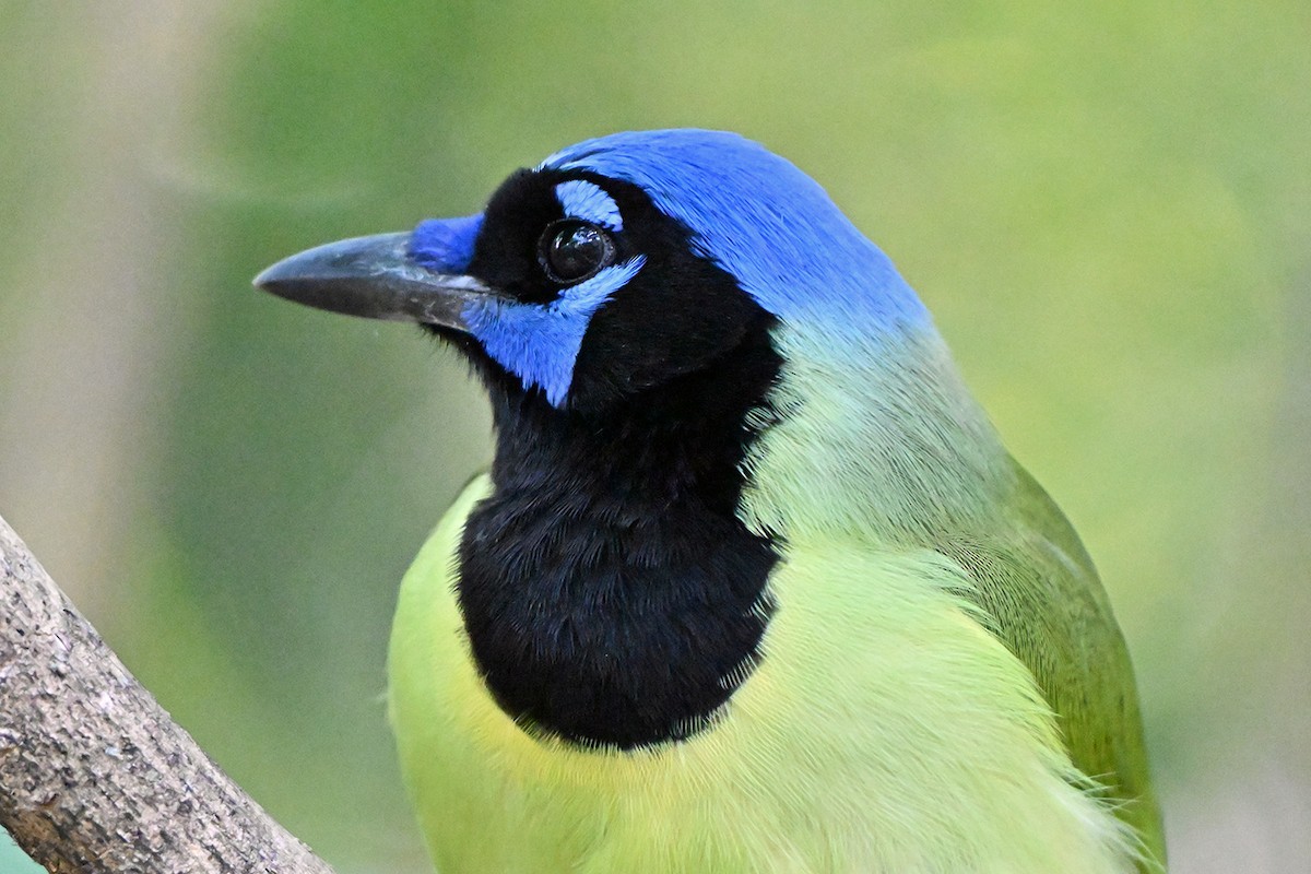 インカサンジャク - ML646983865