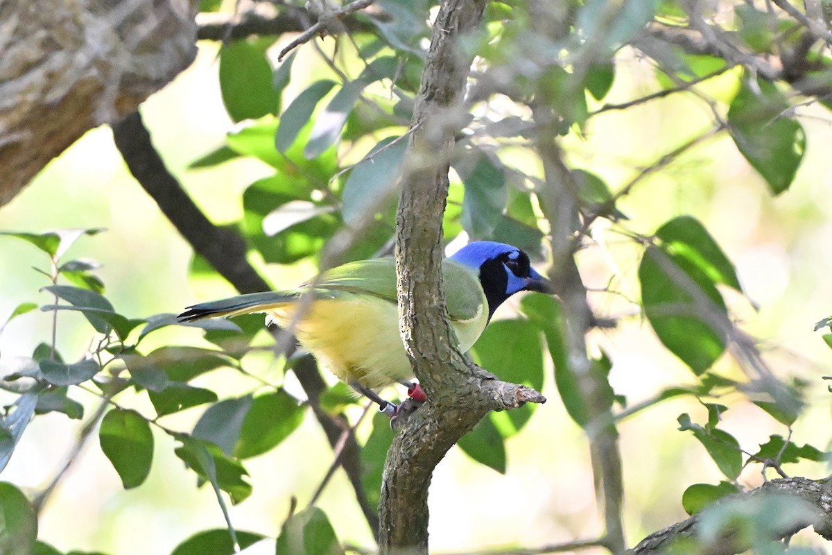 インカサンジャク - ML646983866