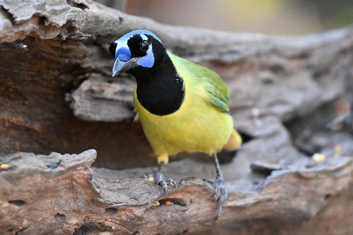 インカサンジャク - ML646983867