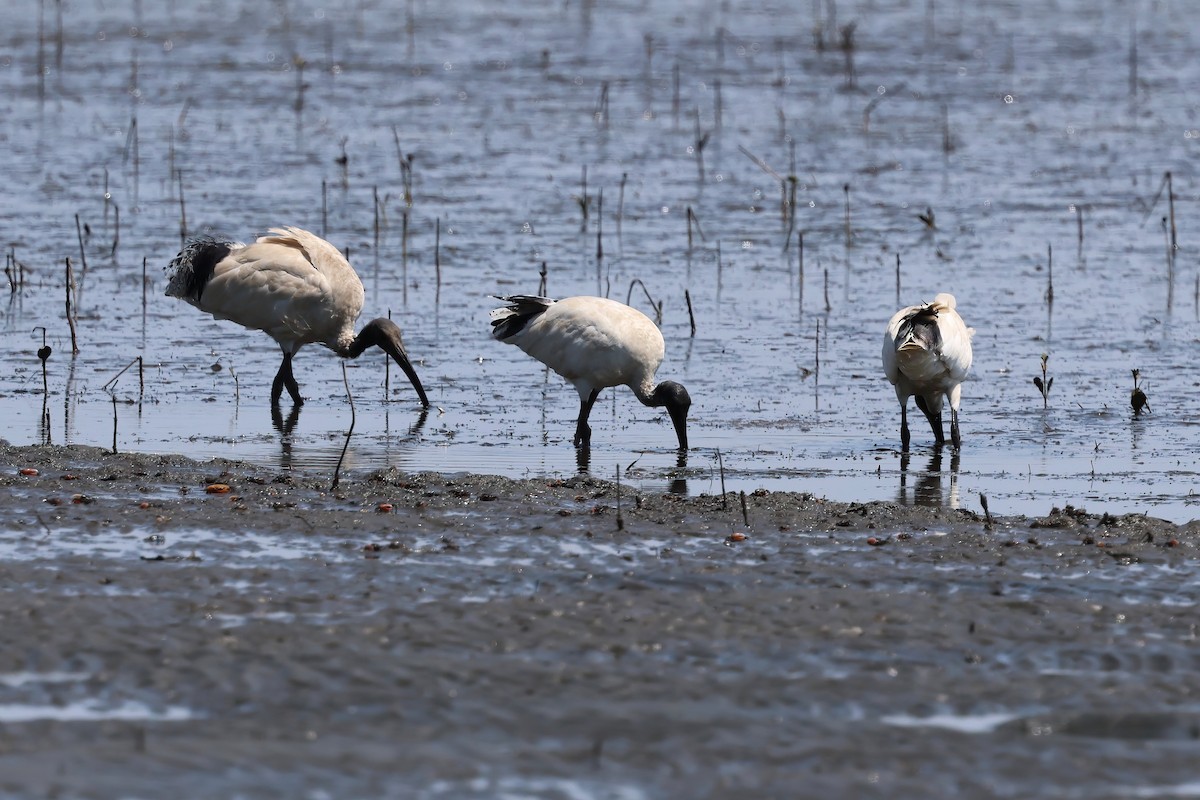 Australian Ibis - ML646983868