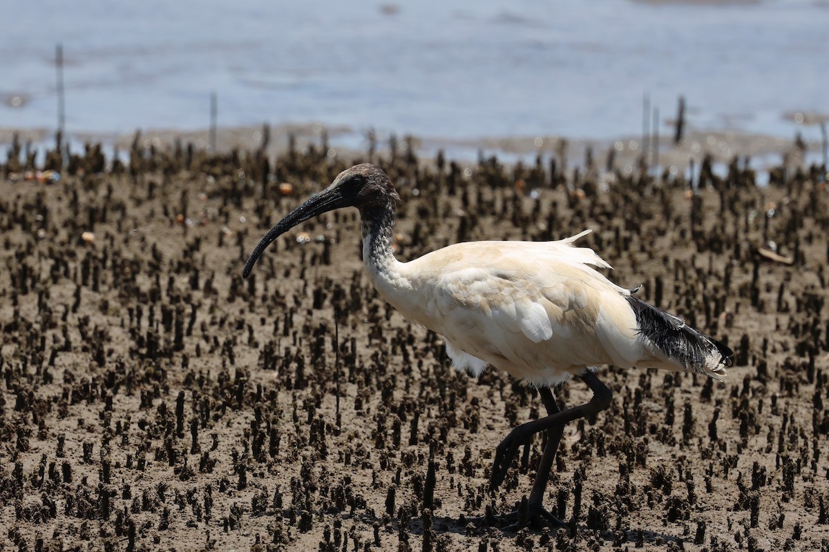 Australian Ibis - ML646983869
