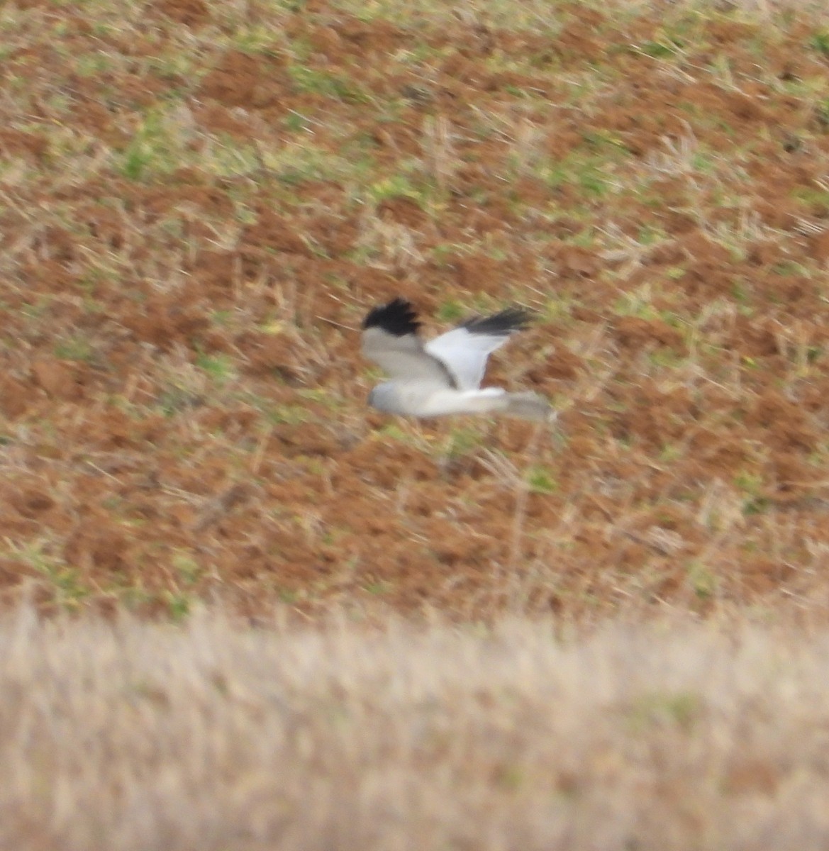 moták pilich - ML646983870