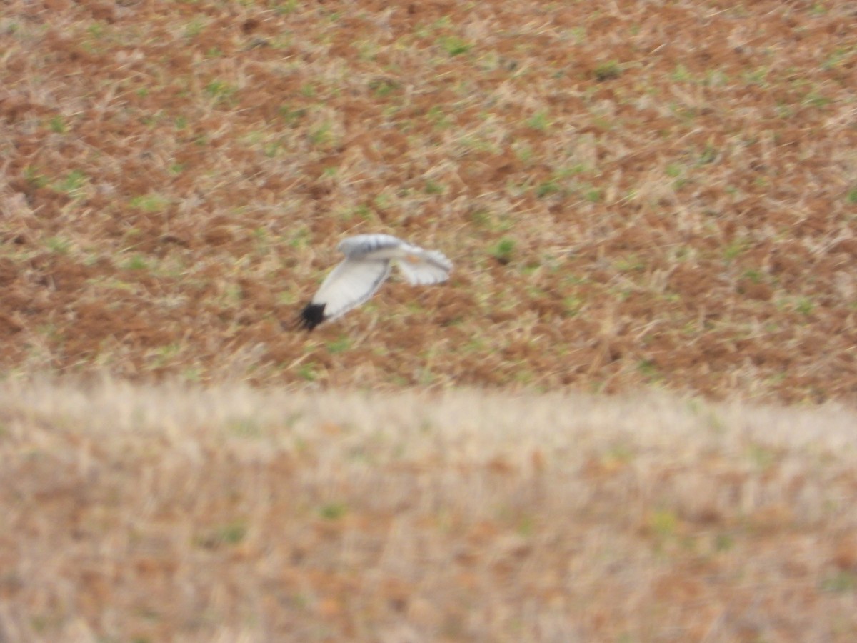 moták pilich - ML646983873