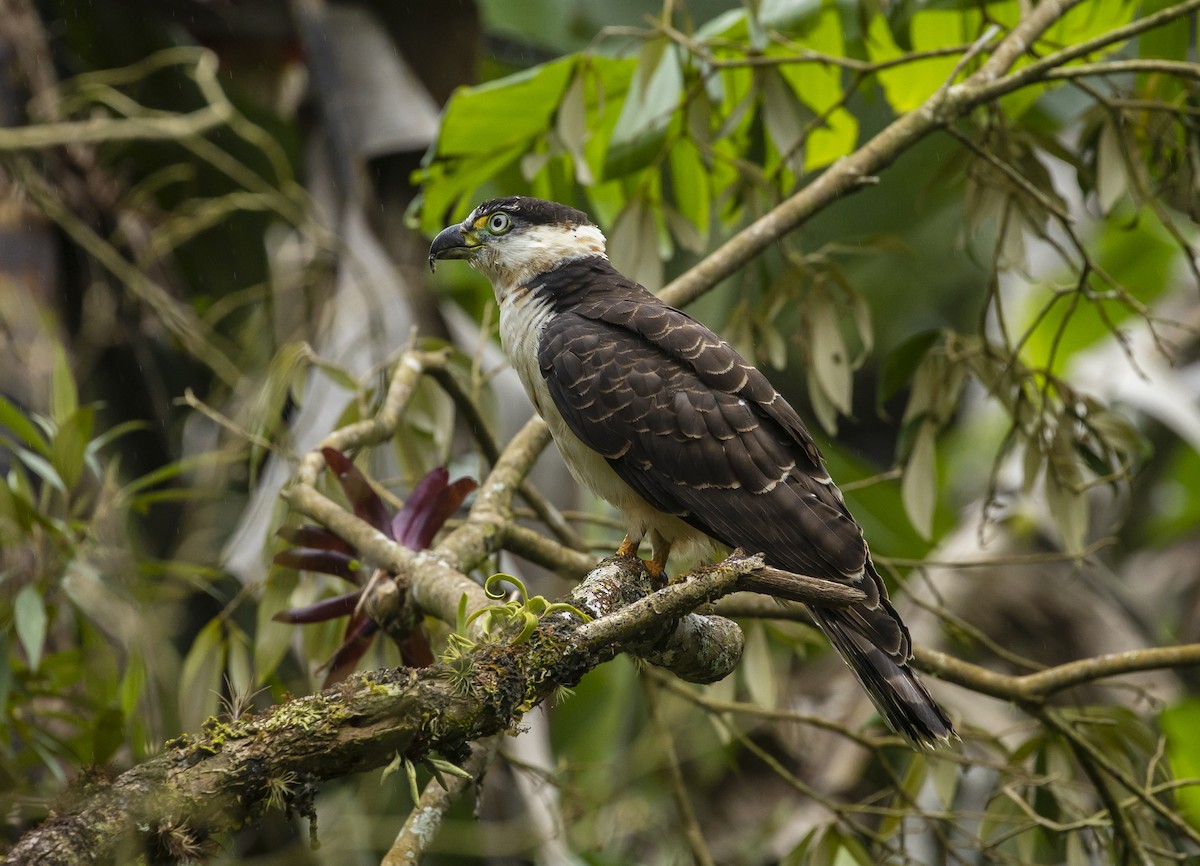 Hook-billed Kite - ML646983876