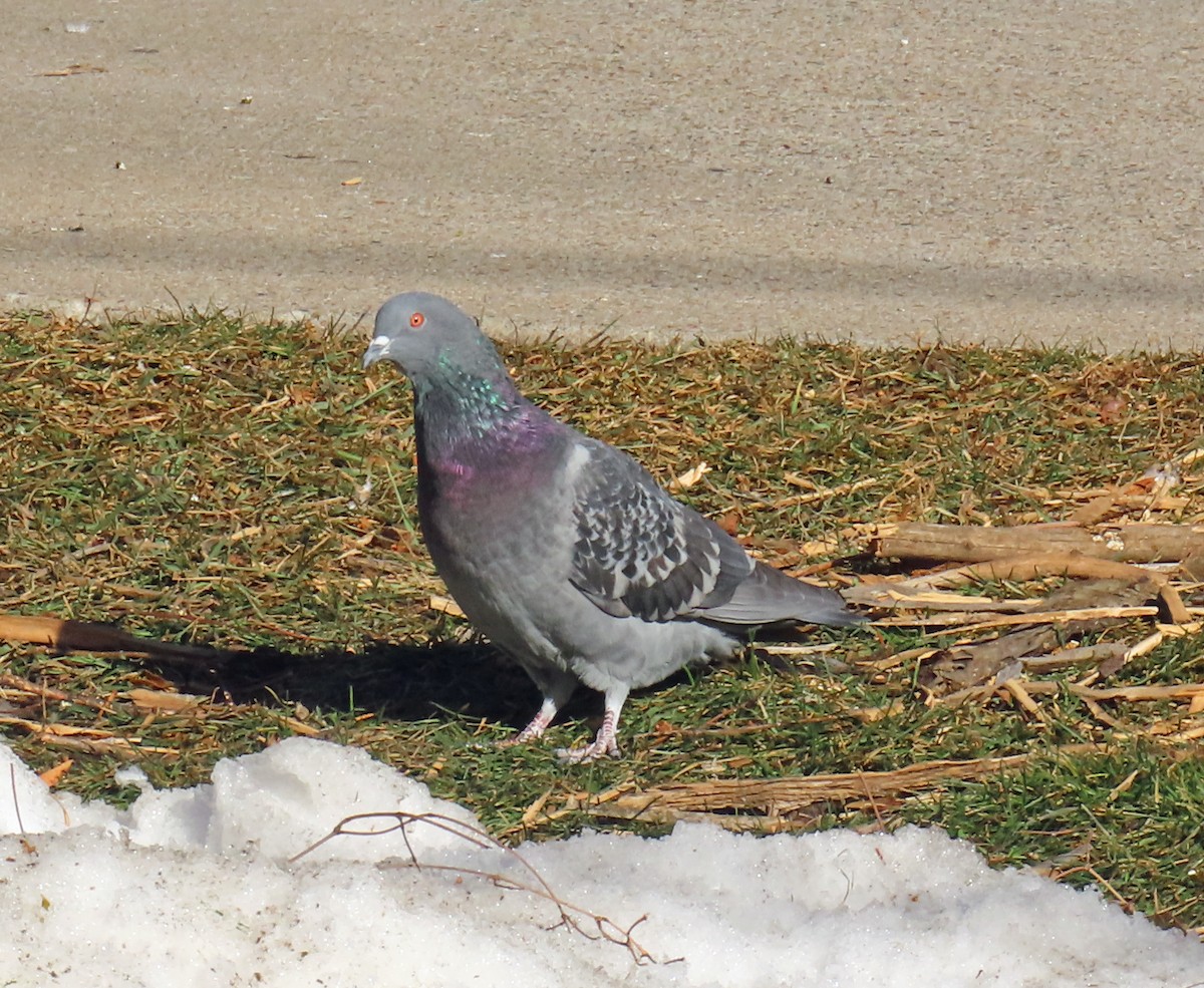 Rock Pigeon (Feral Pigeon) - ML646983877